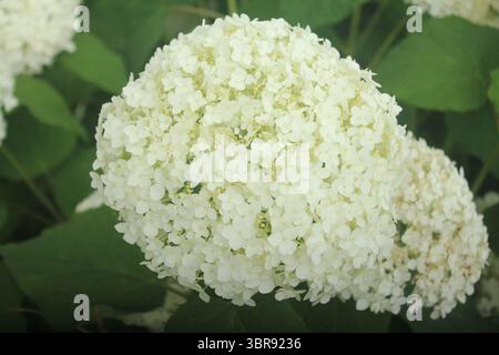 Fleur blanche d'Hortensia (Hydrangea macrophylla) fleurissant l'été dans les contreforts du mont Fuji, au Japon. Banque D'Images