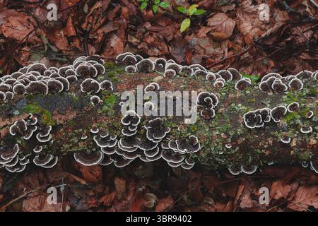 Champignons de queue de dinde vibrants (Trametes versicolor) prospérant sur une bûche en décomposition sur un plancher forestier dans un bois écossais, entouré de feuilles d'automne. Banque D'Images