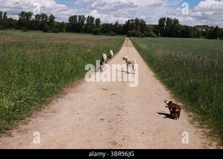 Groupe de chiens courent sur un chemin de terre Banque D'Images