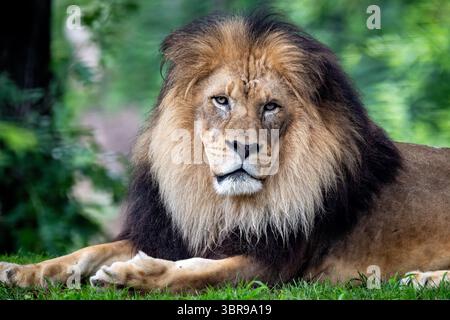 Lion mâle au Smithsonian National Zoo de Washington DC | WASHINGTON — Un lion mâle africain se repose bas dans l'herbe du habitat des Grands Félins sur la colline Lion-Tiger du Smithsonian National Zoo à Washington, D.C. Les lions sont les plus sociables des grands félins, vivant généralement en troupeaux de femelles apparentées, de petits et d'un petit nombre de mâles résidents qui défendent un territoire partagé. Le fond boisé de l'exposition évoque la savane et les forêts natales de l'espèce à travers l'Afrique subsaharienne. Banque D'Images