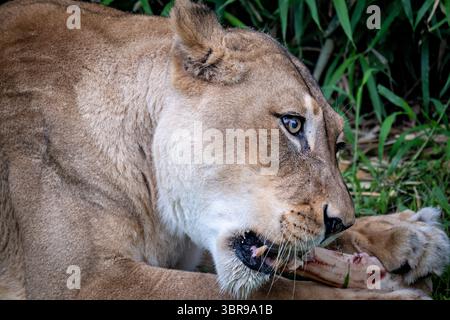WASHINGTON DC — Une femelle lion se nourrit d'un gros os au zoo national de Smithsonian. Le lion est logé dans l'enclos Great Cats sur Lion-Tiger Hill, qui fournit un habitat aux grandes espèces félines du zoo. L’alimentation osseuse est une partie importante des programmes d’enrichissement pour les lions captifs, soutenant leurs comportements alimentaires naturels et leur santé dentaire. Le zoo national, qui fait partie de la Smithsonian institution, abrite l'une des collections d'animaux sauvages les plus complètes du pays et participe aux efforts de conservation mondiaux. L'exposition Great Cats permet aux visiteurs d'observer ces prédateurs apex dans na Banque D'Images