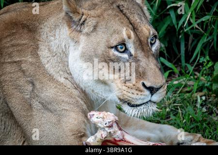 WASHINGTON DC — Une femelle lion se nourrit d'un gros os au zoo national de Smithsonian. Le lion est logé dans l'enclos Great Cats sur Lion-Tiger Hill, qui fournit un habitat aux grandes espèces félines du zoo. L’alimentation osseuse est une partie importante des programmes d’enrichissement pour les lions captifs, soutenant leurs comportements alimentaires naturels et leur santé dentaire. Le zoo national, qui fait partie de la Smithsonian institution, abrite l'une des collections d'animaux sauvages les plus complètes du pays et participe aux efforts de conservation mondiaux. L'exposition Great Cats permet aux visiteurs d'observer ces prédateurs apex dans na Banque D'Images