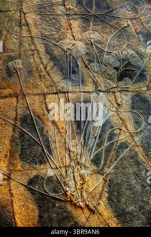 Crinoid (nénuphar) fossile dans la pierre Banque D'Images