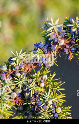 Cônes de genévrier en gros plan sur une brindille par une journée ensoleillée Banque D'Images