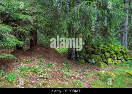 Fourmilière par un cairn en pierre dans une forêt d'épicéas Banque D'Images