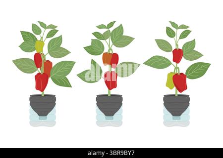 Ensemble de jardinières de bouteilles en plastique auto-arrosantes de bricolage avec des poivrons à la maison. Jardin vertical, concept d'agriculture urbaine. Illustration vectorielle dessinée à la main. Illustration de Vecteur
