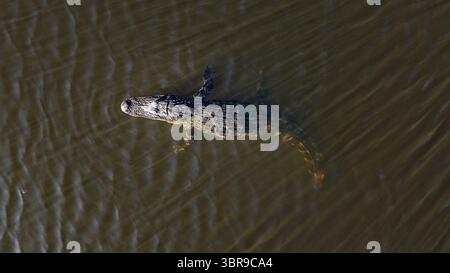 Vue aérienne d'un alligator nageant dans des eaux sombres, sa peau écailleuse contrastant avec la surface ondulée de l'eau, Odessa, Floride, États-Unis. Banque D'Images