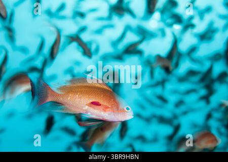 Lyretail Anthias, Pseudanthias squamipinnis, Mabini, Luzon, mer des Philippines, Philippines Banque D'Images