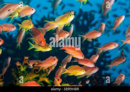 Lyretail Anthias, Pseudanthias squamipinnis, Mabini, Luzon, mer des Philippines, Philippines Banque D'Images