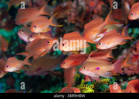 Lyretail Anthias, Pseudanthias squamipinnis, Mabini, Luzon, mer des Philippines, Philippines Banque D'Images