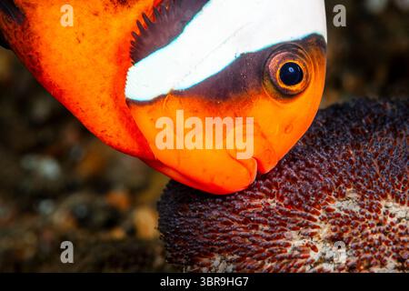 Anémonefish australien avec oeufs, Amphiprion rubrocinctus , Mabini, Luzon, mer des Philippines, Philippines Banque D'Images