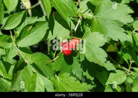 Groseilles rouges vives sur un feuillage vert luxuriant dans un jardin ensoleillé. Ribes alpinum, cassis de montagne, cassis alpin. Banque D'Images