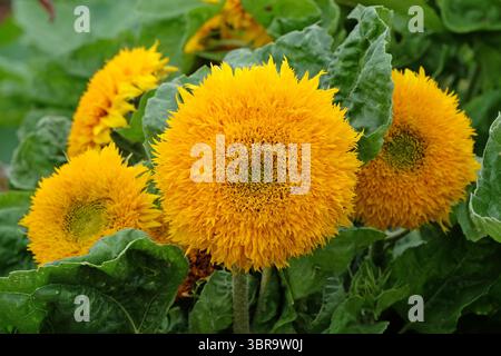 Helianthus annuus jaune, tournesol « ours en peluche » en fleur. Banque D'Images