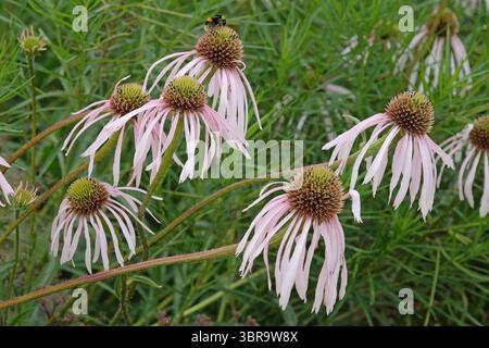 Echinacea pallida rose pâle, fleur de cône, « Hula Dancer » en fleur. Banque D'Images