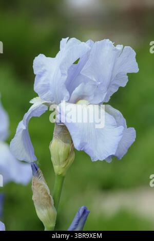Fleurs bleu clair d'Iris 'Jane Phillips', un grand iris barbu. ROYAUME-UNI Banque D'Images