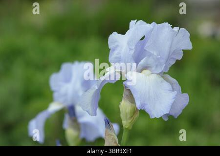 Fleurs bleu clair d'Iris 'Jane Phillips', un grand iris barbu. ROYAUME-UNI Banque D'Images