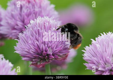 Bourdon d'abeille sur la ciboulette. Red Tail Bee, Bombus Lapidarius, sur la ciboulette, une herbe culinaire, fleurs dans une bordure de jardin de printemps tardif. ROYAUME-UNI Banque D'Images