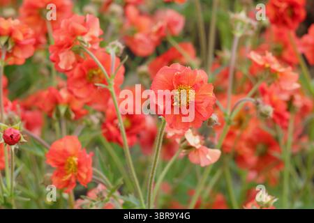 Geum Scarlet Tempest. Avens Scarlet Tempest affichant des fleurs doubles écarlate distinctives dans le jardin printanier de mai. ROYAUME-UNI Banque D'Images