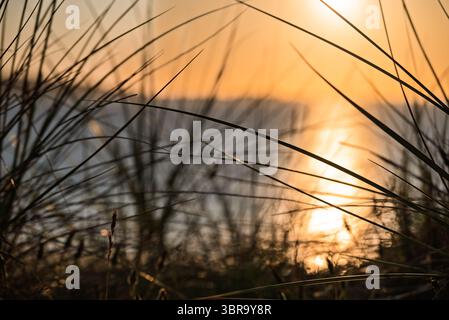L'herbe haute est silhouettée sur un fond flou d'eau et un coucher de soleil ou lever de soleil lumineux. La lumière du soleil se reflète sur l'eau dans une lueur Banque D'Images
