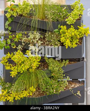Plantes vertes dans des jardinières de jardin verticales à Fence Banque D'Images