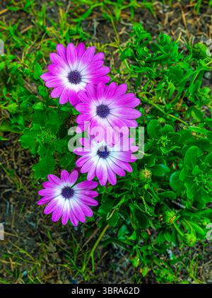 Osteospermum sp, une des nombreuses variétés de fleurs, originaire d'Afrique du Sud Banque D'Images