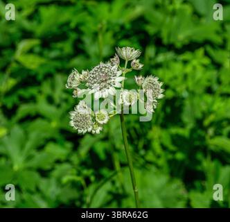 astrantia Major (Astrantia Major) Banque D'Images