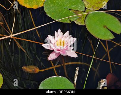 Gros plan magnifique, nénuphar rose avec un centre jaune vif flotte sur l'eau calme et sombre, entouré de nénuphars verts vibrants, avec des roseaux. TRA Banque D'Images