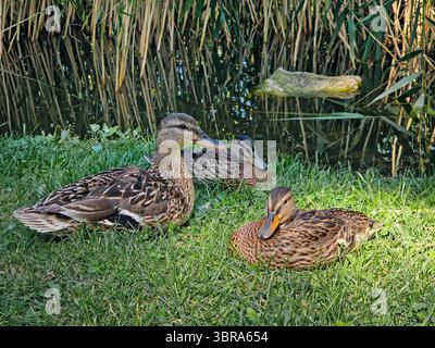 Canards bruns, femelles colverts, reposent sur une herbe verte luxuriante près d'un étang de reedy. Scène de zone humide calme avec de belles sauvagines Banque D'Images