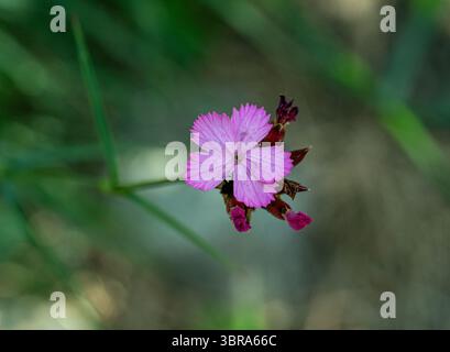 , Des chartreux Dianthus carthusianorum KIT jardin botanique de Karlsruhe, Baden Württemberg, Allemagne Banque D'Images