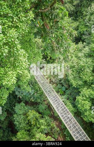 Vue aérienne de la passerelle de canopée à Sepilok, Bornéo, Malaisie. Banque D'Images