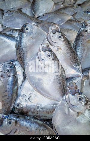 Poisson de mer fraîchement pêché sur un marché, Bornéo, Malaisie. Banque D'Images