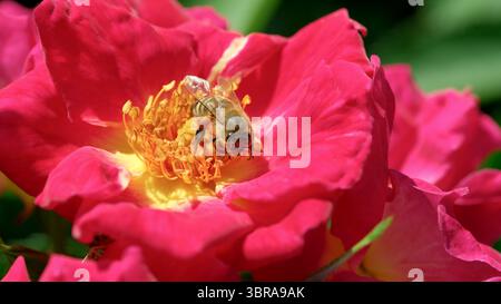 Une abeille très occupée recueille le nectar d'une grande fleur rose sous la lumière du soleil. Banque D'Images