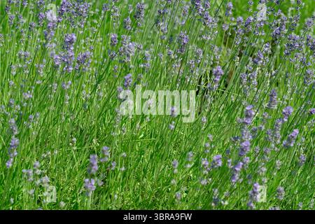 Les fleurs de lavande vibrantes dansent au soleil sous un ciel bleu vif. Banque D'Images