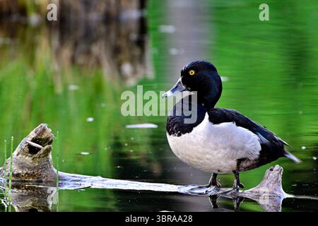 Canard mâle à col annulaire (Aythya collaris) ; reposant sur une bûche dans un étang de barrage de castors dans le Canada rural de l'Alberta Banque D'Images