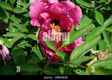 Une fleur rose vibrante entourée d'un feuillage vert sain brille à la lumière du jour. Banque D'Images