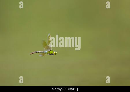 Empereur libellule Anax imperator, adulte mâle volant, Delta du Danube, Roumanie, juin Banque D'Images