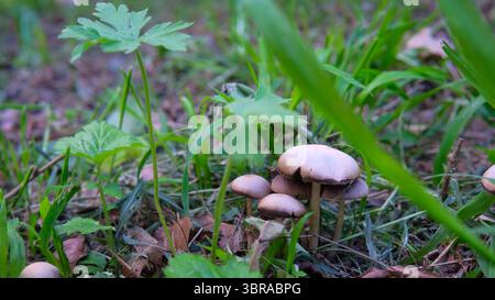 De minuscules champignons poussent parmi l'herbe vibrante et les feuilles délicates dans un paysage paisible. Banque D'Images