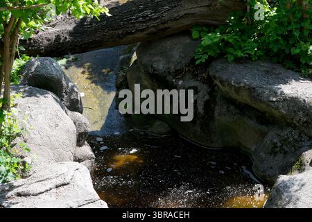L'eau claire coule doucement sur des pierres lisses, entouré de verdure luxuriante et de lumière du soleil. Banque D'Images