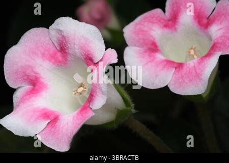 Les fleurs vibrantes présentent des motifs roses complexes sur un feuillage vert luxuriant. Banque D'Images