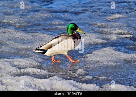 Canard colvert mâle 'Anas platyrhynchos, marchant sur la surface gelée d'un étang dans une région rurale de l'Alberta au Canada Banque D'Images