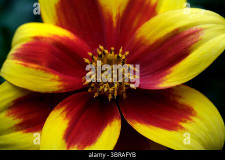 Une fleur magnifique présente des pétales jaunes et rouges vifs en harmonie vibrante. Banque D'Images