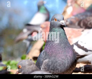Les pigeons se rassemblent sous la lumière du soleil dans un cadre de parc animé. Banque D'Images