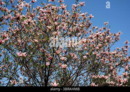 De délicates fleurs roses illuminent un magnolia sous un ciel bleu clair. Banque D'Images