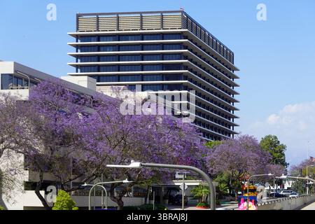 Double rangée de Jacarandas sur Civic Street Banque D'Images
