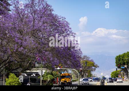 Double rangée de Jacarandas sur Civic Street Banque D'Images