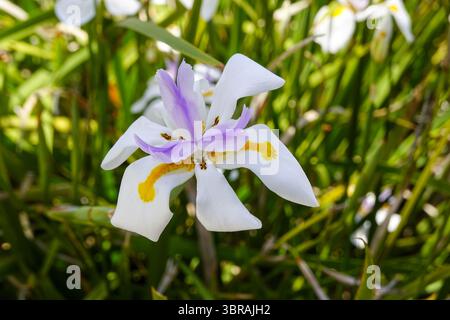 Soleil matinal sur Lavender Iris Cluster Banque D'Images