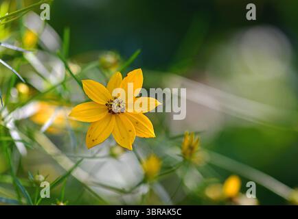 Photographie rapprochée d'une délicate fleur sauvage jaune fleurie au milieu d'un feuillage vert doux. Le doux bokeh en arrière-plan et l'éclairage naturel créent un pe Banque D'Images