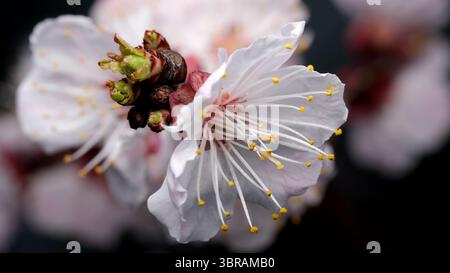 Les délicates fleurs de cerisier en pleine floraison mettent en valeur leur beauté sous la lumière du soleil. Banque D'Images