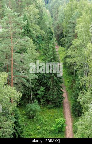Une perspective surélevée regardant vers le bas sur un étroit chemin de terre coupant à travers une canopée dense et diversifiée de divers arbres verts. Banque D'Images