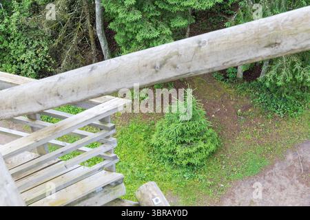 Une perspective surélevée et descendante depuis une tour d'observation en bois, montrant un petit épinette sur le sol forestier en dessous et des parties de la rue de la tour Banque D'Images